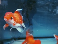 Regala un Pesce Rosso Oranda - Roma