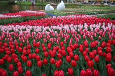 Visita guidata di Keukenhof e dei campi di fiori con partenza da Rotterdam