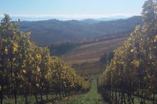 Visita vigne, cantine e degustazione 5 vini 