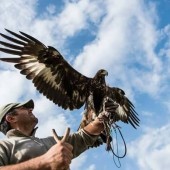 Spiegazione storica sulla falconeria, lezione addestramento rapaci ed escursione nel bosco con il falco