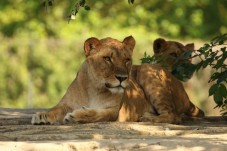 Regalo Tre Biglietti Adulto Parco Natura Viva