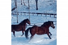 Passeggiata a cavallo sulla neve in Emilia Romagna
