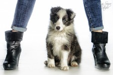 Servizio Fotografico Pet in studio - Ancona