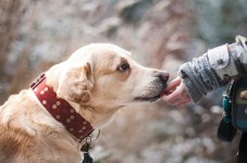 L'autobus turistico a Palermo pet friendly