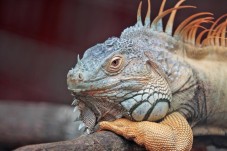 Regala un'iguana