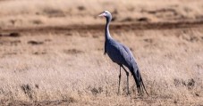 Hortobagy Puszta Park visit and crane watching