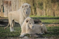 Experience Coppia Bioparco Zoom Torino 