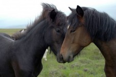 Passeggiata a Cavallo di 1 ora - 2 Persone
