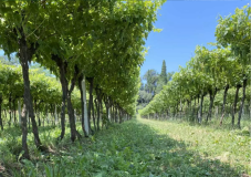 Bike tour tra borghi e giardini in fiore, nel basso Lago di Garda