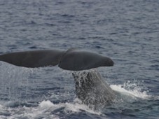 Whale Watching e Cena per 4