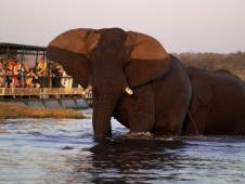 10-day wildlife and Victoria Falls tour - South Africa to Zimbabwe