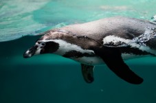 Biglietti Acquario di Cattolica