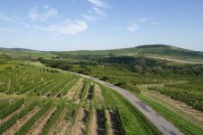 Soggiorno in Vigna con tour con agronomo