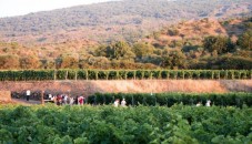 Pranzo con Degustazione Vini a Catania sull'Etna