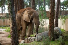 Glamping in Coppia Bioparco Zoom Torino 