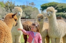 Soggiorno al Parco dei Cimini con visita agli alpaca in famiglia