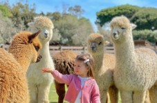 Esperienza con gli alpaca con soggiorno romantico di 2 notti in un magico resort immerso nella natura