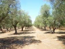 Raccolta delle olive con i produttori locali