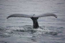 Genova, escursione guidata avvistamento cetacei accessibile