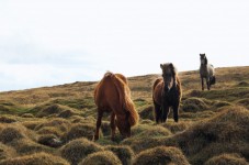 Giro a cavallo in Sardegna 