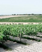 Degustazione 4 vini e Tour Cantina - Sicilia