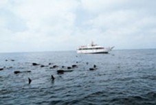 Tour di avvistamento di delfini e balene a Fuerteventura