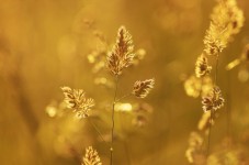 Chef per un Giorno: Risotto con Barbabietola e Foglia d'Oro