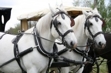 Passeggiata In Carrozza Per 3 Persone