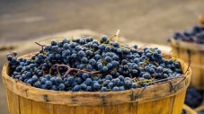 Degustazione Vini del Lago di Garda