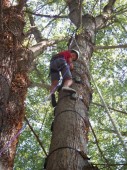 Arrampicata sugli alberi e corso corde