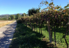 Bike tour tra borghi e giardini in fiore, nel basso Lago di Garda