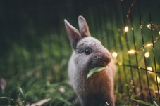 Regala un coniglio nano