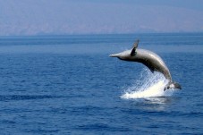 Crociera dei delfini di mezza giornata da Muscat