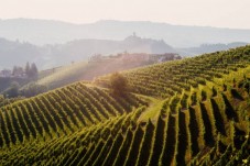 Degustazione guidata dei vini Oak Brown nel cuore della Toscana