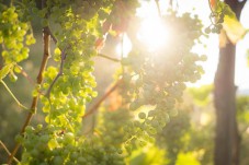 Degustazione Vini in Liguria