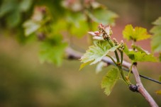 Visita cantina e degustazione in Friuli