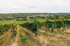 Visita con degustazione di vini in purezza