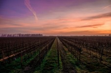 Visita e degustazione completa Cantine Fontanette