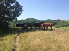 Fantastica Passeggiata A Cavallo