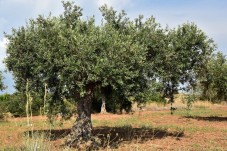 Raccolta delle olive con i produttori locali