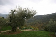 Istria - Due notti e caccia al tartufo