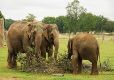 Biglietto per Bioparco di Roma – Scopri Oltre 1200 Animali a Villa Borghese