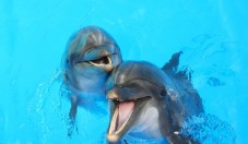 Weekend a Funchal con Escursione in Barca a Vela per Avvistamento Delfini – 3 Giorni e 2 Notti