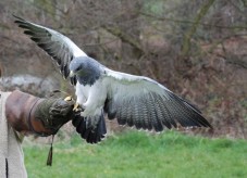 Regalo Corso Falconeria Lombardia