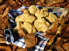 Caccia al tartufo e visita da produttore di nocciole