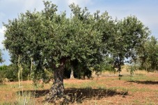 Divertente esperienza in bicicletta in Sicilia