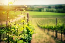 Una settimana in Toscana con visita cantina e cene