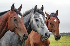 Passeggiata a Cavallo 2 ore in Toscana per quattro