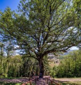 Weekend Romantico nella Casa sull'Albero 