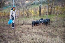 Tour dell'agriturismo di Cinta Senese con pranzo leggero a Montepulciano